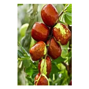 Hünnap Meyve Fidanı [ziziphus Jujuba Mill]