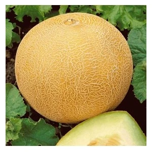 Köy Tohumları 20 Adet Tohum Organik Tekirdak Gönen Kavun Tohumu Hobi Bahçe Gönen