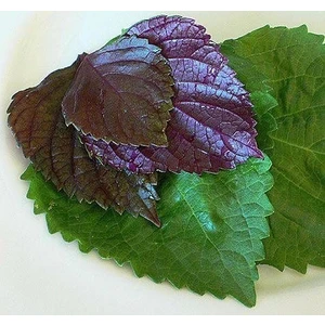 Kırmızı Biftek Otu Tohumu Red Perilla Seeds