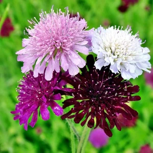 Watercolors Suluboya Serisi Ekinotu Tohumu Knautia Macedonica