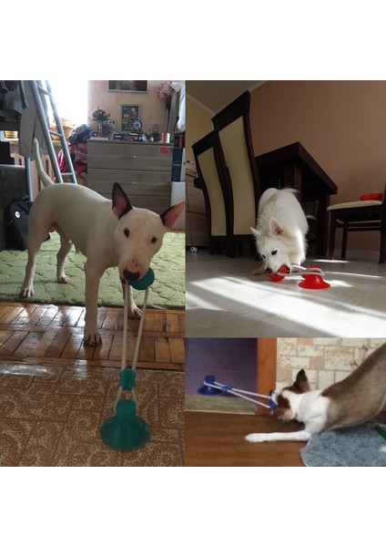 Yeşil Köpek Oyuncakları Köpek Interaktif Vantuz Itme Tpr Topu Oyuncaklar Pet Molar Bite Oyuncak Elastik Halat Köpek Diş Temizleme Çiğneme Damla Alışveriş (Yurt Dışından) fırsatları