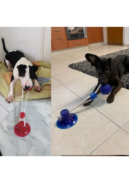 5 Renk Molar Halka Köpek Oyuncakları Interaktif Vantuz Itme Tpr Topu Oyuncaklar Pet Köpek Molar Bite Oyuncak Elastik Halatlar Köpek Diş Temizleme Çiğneme Malzemeleri (Yurt Dışından)