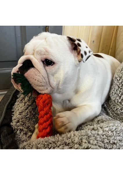 12 Resim Olarak Yavru Köpek Çiğneme Oyuncakları Halatlar Isırmaya Dayanıklı Molar Sopa Küçük Köpekler Için Chihuahua Fransız Bulldog Diş Temizleme Oyuncak Pet Aksesuarları (Yurt Dışından)