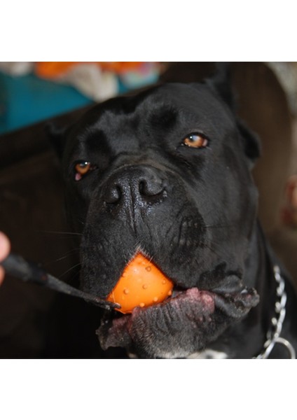 Turuncu 7X30 cm Yüksek Kalite Çoklu Renk Doğal Kauçuk Köpek Oyuncak Topu Bir Kayış Halat Üzerinde Pet Köpek Eğitim Oyuncaklar (Yurt Dışından) indirimleri
