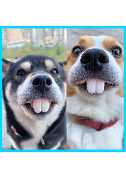 E Yanlış Diş Köpek Komik Protez Pet Dekorasyon Malzemeleri Cadılar Bayramı Cosplay Insanlar ve Vampirler Oyuncaklar Zor Komik Protez (Yurt Dışından)