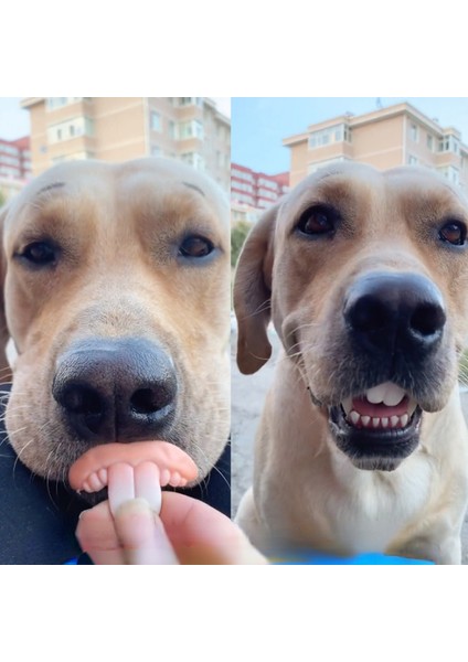 E Yanlış Diş Köpek Komik Protez Pet Dekorasyon Malzemeleri Cadılar Bayramı Cosplay Insanlar ve Vampirler Oyuncaklar Zor Komik Protez (Yurt Dışından)