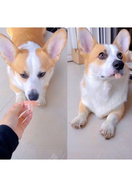 E Yanlış Diş Köpek Komik Protez Pet Dekorasyon Malzemeleri Cadılar Bayramı Cosplay Insanlar ve Vampirler Oyuncaklar Zor Komik Protez (Yurt Dışından)