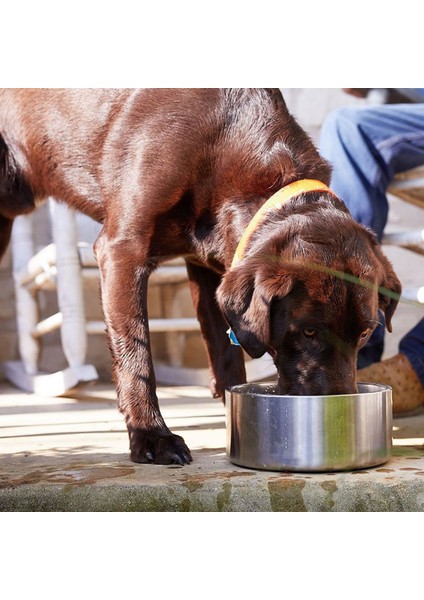 Kırmızı 32OZ 32OZ 64OZ Çift Duvar Kaymaz Paslanmaz Çelik Pet Köpek Maması Besleyici Su Kasesi Orta Büyük Evcil Köpek Çevre Dostu Kase (Yurt Dışından) fırsatları
