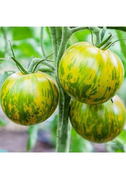 Nadir Çizgili Green Zebra Domates Tohumu (15 Tohum)