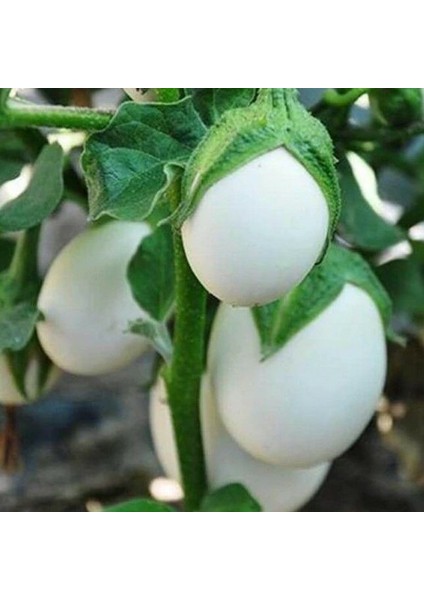 Japanese Egg White Etli Yumurta Patlıcan Tohumu (15 Tohum)