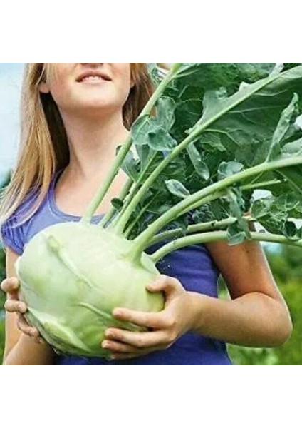 Giantl Kohlrabi(Alabaş) Tohumu (20 Tohum)