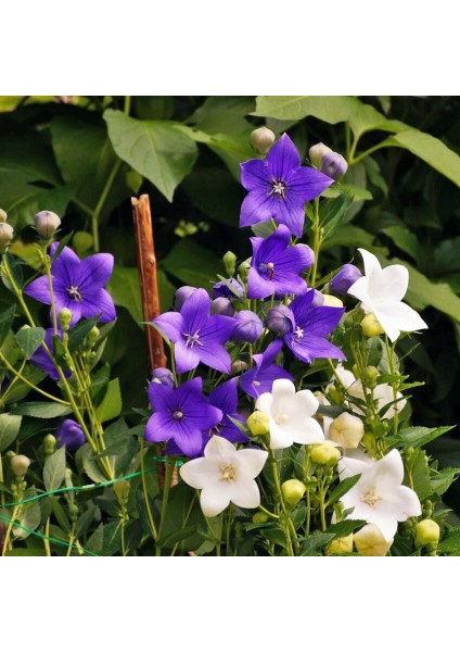 Platycodon Tohumu Balon Çiçeği 3 Renk Karışım Grandiflora