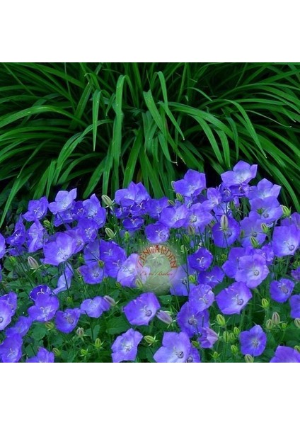 Campanula Carpatica Tohumu Tussock Bellflower Çan Çiçeği Kampanula