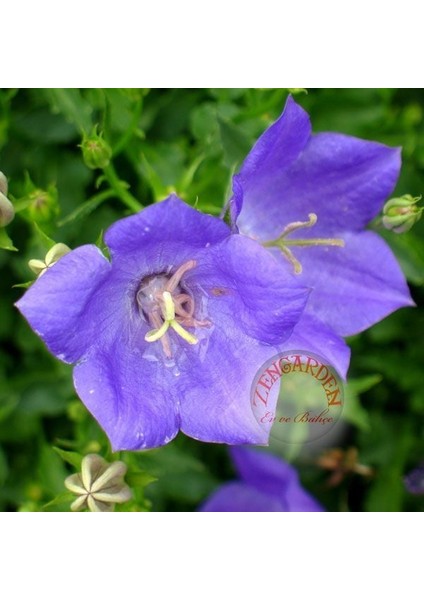 Campanula Carpatica Tohumu Tussock Bellflower Çan Çiçeği Kampanula fiyatları