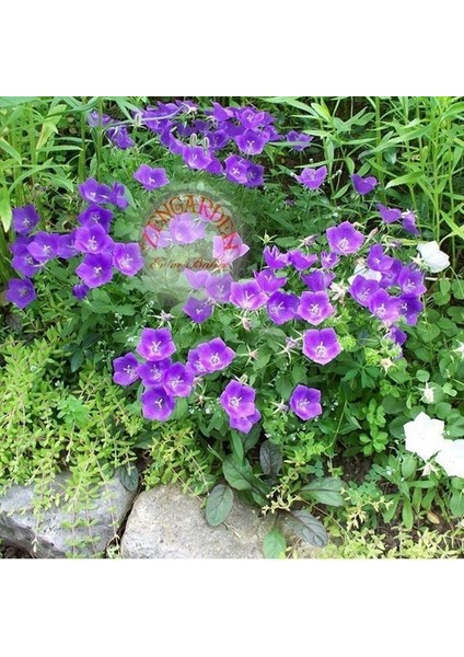 Campanula Carpatica Tohumu Tussock Bellflower Çan Çiçeği Kampanula modelleri