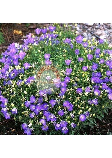 Campanula Carpatica Tohumu Tussock Bellflower Çan Çiçeği Kampanula fırsatları