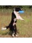 Yeşil Kauçuk Uçan Daire Interaktif Köpek Oyuncak Büyük Köpekler Için Yumuşak Köpek Aksesuarları Köpek Eğitim Kaynağı Bulmaca Aktivite Oyunu Çiğneme Makineleri (Yurt Dışından) 2