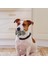 Gri Cırlak Domuz Köpek Oyuncakları Köpek Cırlak Oyuncak Lateks Köpek Çiğneme Oyuncakları Oinks Sesli Squeaker Grunting Domuz Köpek Oyuncak Lateks Homurdanan Domuz (Yurt Dışından) 5