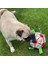 Siyah Pompasız Kommılıfe Interaktif Futbol Oyuncak Köpekler Için Açık Hava Eğitimi Futbol Evcil Köpek Oyuncakları Köpek Isırık Çiğneme Oyuncak Orta Büyük Köpek Topu Oyuncakları (Yurt Dışından) 4