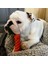 12 Resim Olarak Yavru Köpek Çiğneme Oyuncakları Halatlar Isırmaya Dayanıklı Molar Sopa Küçük Köpekler Için Chihuahua Fransız Bulldog Diş Temizleme Oyuncak Pet Aksesuarları (Yurt Dışından) 3
