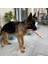 2-Sarı BOYUT-46CM Interaktif Köpek Oyuncak Yılan Şekli Köpek Çiğneme Oyuncakları Ses Cızırtılı Köpek Diş Fırçası Pet Molar Diş Temizleme Malzemeleri Köpek Yavrusu (Yurt Dışından) 4