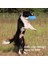 Yeşil 18 cm 1 Adet Yumuşak Kaymaz Pet Köpek Silikon Uçan Disk Köpek Oyuncak Trainning Interaktif Oyuncaklar Evcil Hayvan Malzemeleri Uçan Disk Köpek Malzemeleri (Yurt Dışından) 5