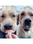 E Yanlış Diş Köpek Komik Protez Pet Dekorasyon Malzemeleri Cadılar Bayramı Cosplay Insanlar ve Vampirler Oyuncaklar Zor Komik Protez (Yurt Dışından) 4