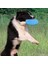 Yeşil Çap 17 cm Interaktif Yavru Büyük Köpek Oyuncak Küçük Büyük Köpekler Için Uçan Diskler Güvenlik Tpr Pet Eğitim Malzemeleri Mascotas Greyhound Beagle Oyuncaklar (Yurt Dışından) 5