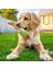 Ördek Sevimli Pet Köpek Kedi Peluş Hayvanlar Şekil Gıcırtı Ses Oyuncaklar Komik Dayanıklı Çiğneme Molar Bite Oyuncak Tüm Pet Molar Eğitim Oyuncak Için Uygun (Yurt Dışından) 3