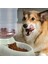 Siyah Su Besleyici 3.8l Yerçekimi Köpek Su Sebili Otomatik Kedi Besleyici Tiryakisi Köpek Su Şişesi Gıda Su Sebili Pet Besleme Kasesi Kedi Köpek Için (Yurt Dışından) 4
