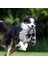 Sincap Sıska Hiçbir Doldurma Cızırtılı Peluş Köpek Çiğneme Oyuncakları Sevimli Simüle Hayvan Şekli Köpek Çiğneme Oyuncağı Dayanıklı Pet Köpek Oyuncak Squeakers ile (Yurt Dışından) 4