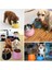 Gri S 12X8.5X16 cm Ulmpp Köpek Kasesi Paslanmaz Çelik Yükseltilmiş Düz Renk Pet Besleme Besleyici Köpek Içecek Su Maması Yükseltme Tabağı Köpek Malzemeleri Evcil Hayvan Ürünleri (Yurt Dışından) 5