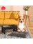 Tek Kase 4 In 1pet Köpek Çift Kaseler Paslanmaz Stand Ayarlanabilir Yükseklik Pet Mama Kabı Kase Büyük Köpek Köpekler Için Yükseltilmiş Gıda Su Besleyiciler (Yurt Dışından) 3