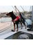 Comfy Köpek Can Yeleği , 40-80KG, Xl,kırmızı 1