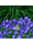 Campanula Carpatica Tohumu Tussock Bellflower Çan Çiçeği Kampanula 1