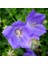 Campanula Carpatica Tohumu Tussock Bellflower Çan Çiçeği Kampanula 2