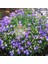 Campanula Carpatica Tohumu Tussock Bellflower Çan Çiçeği Kampanula 4