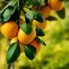 Doğan Fidancılık Tüplü Aşılı Satsuma Mandalina Fidanı 2 Yaş Tüplü Aşılı Fidan