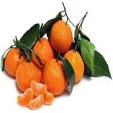 Doğan Fidancılık Tüplü Aşılı Satsuma Mandalina Fidanı 2 Yaş Tüplü Aşılı Fidan