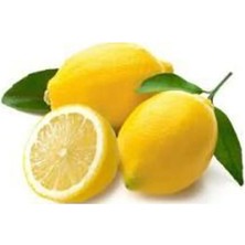 Doğan Fidancılık Tüplü Aşılı Yediveren Limon Fidanı 2 Yaş 90-120cm