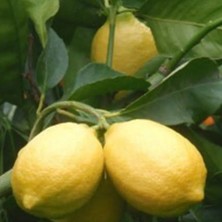 Doğan Fidancılık Tüplü Aşılı Yediveren Limon Fidanı 2 Yaş 90-120cm