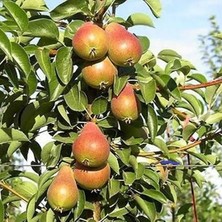 Doğan Fidancılık Tüplü Salkım Meyveli Yarıbodur Etruşka Armut Fidanı