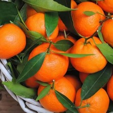 Doğan Fidancılık Tüplü Yüksek Kaliteli Nova Mandalina Fidanı