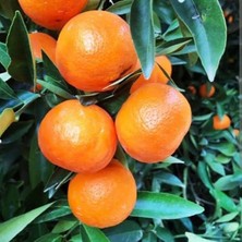 Doğan Fidancılık Tüplü Yüksek Kaliteli Nova Mandalina Fidanı