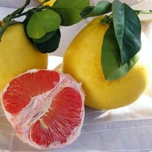 Doğan Fidancılık Tüplü Aşılı Içi Kırmızı Şadok Pomelo (Ağaç Kavunu) Fidanı