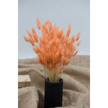 Dekora Çiçek Kurutulmuş Pamuk Otu (Tavşan Kuyruğu) Somon - 40 Dal