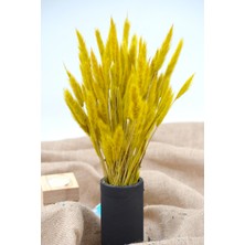 Dekora Çiçek Kurutulmuş Kedi Kuyruğu Otu 30 Dal - Sarı