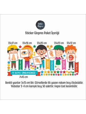 Sticker Ekspres Beş Duyu Organımız Eğitici Anaokulu Çocuk Odası Kreş Duvar Kapı Cam Sticker Seti