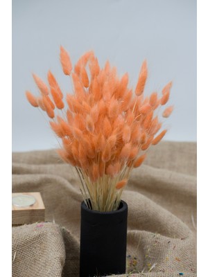 Dekora Çiçek Kurutulmuş Pamuk Otu (Tavşan Kuyruğu) Somon - 40 Dal