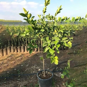 Doğan Fidancılık Saksilik 3.5 Yas Bodur Mayer Limon Fidani
